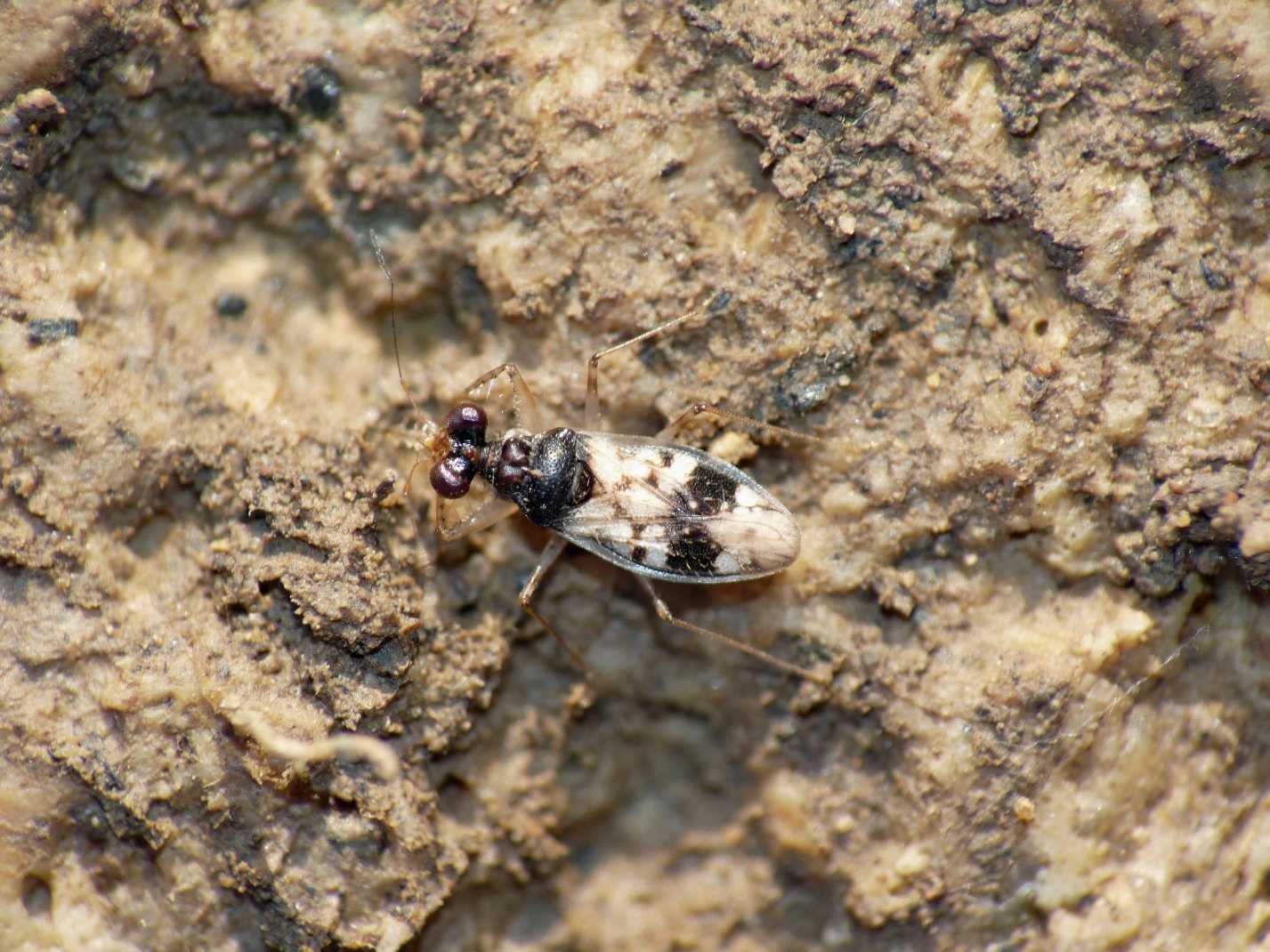 Leptopodidae: Leptopus hispanus del Lazio (Tolfa-Roma)